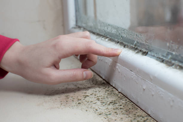 Waukegan, IL Mold Removal Company